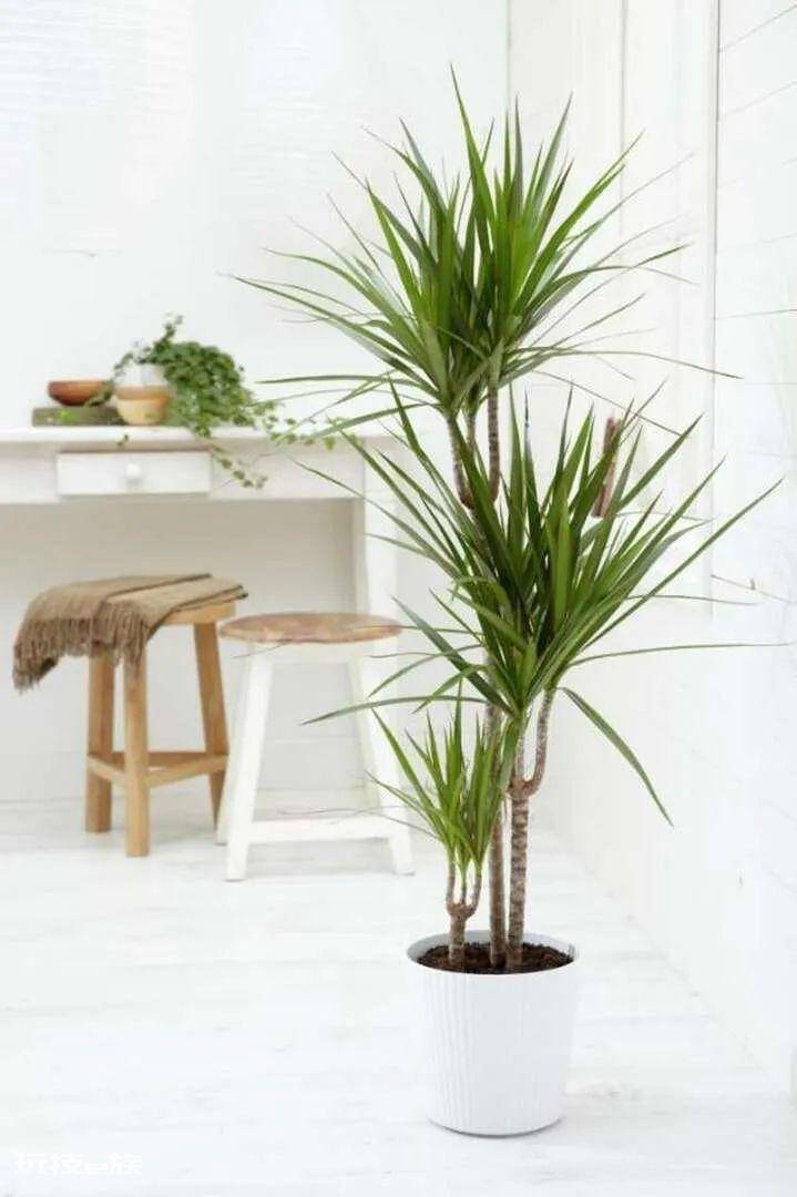 木本植物盆栽有哪些图片(适合养客厅的7种木本绿植)-图片14